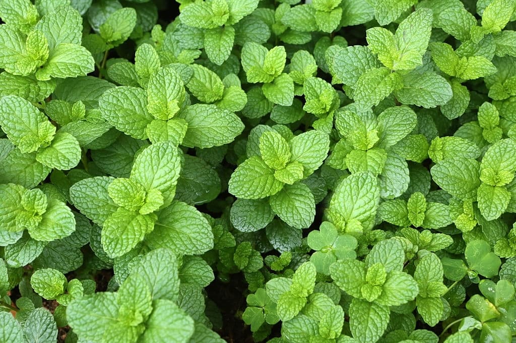 36 types of herbs spearmint