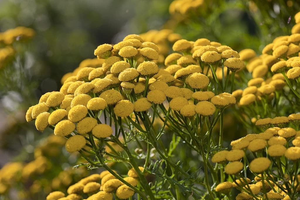 38 types of herbs tansy
