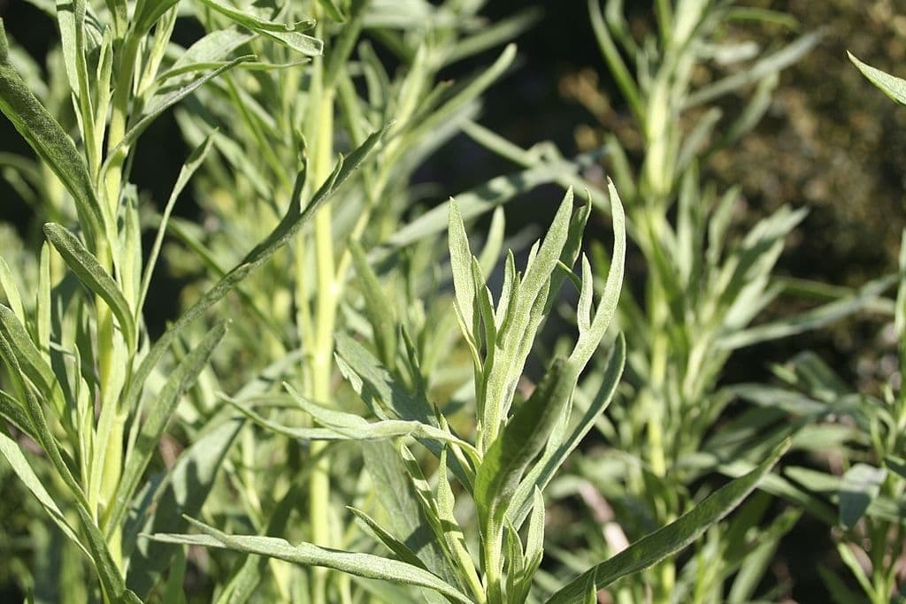 39 types of herbs tarragon