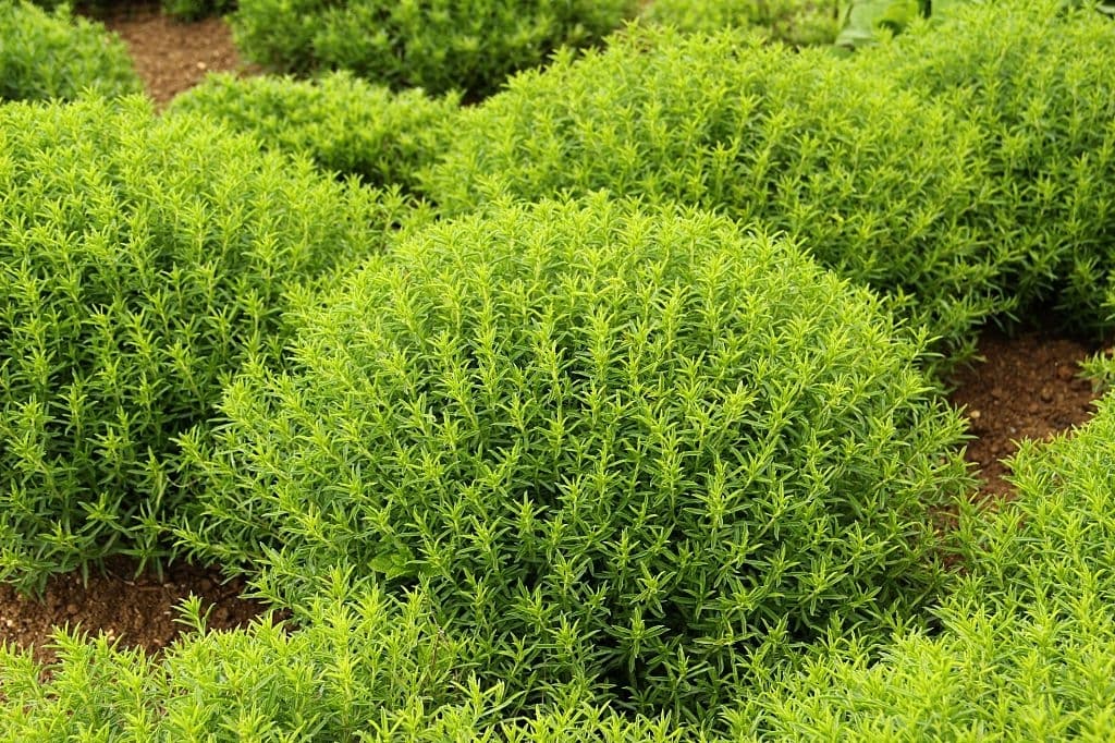 42 types of herbs savory satureja montana