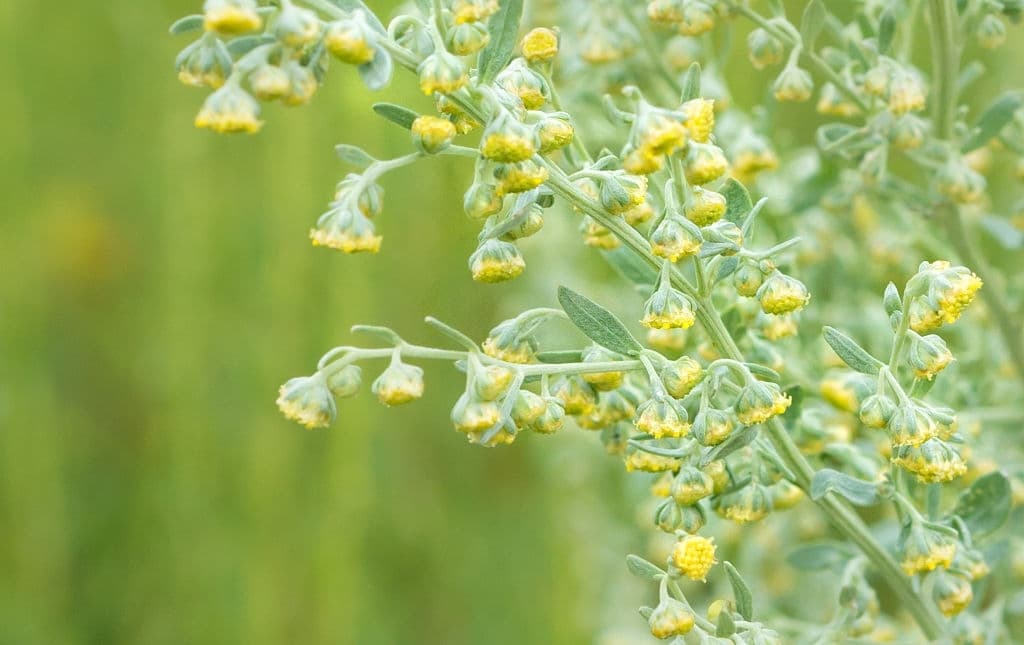 43 types of herbs artemisia absinthium