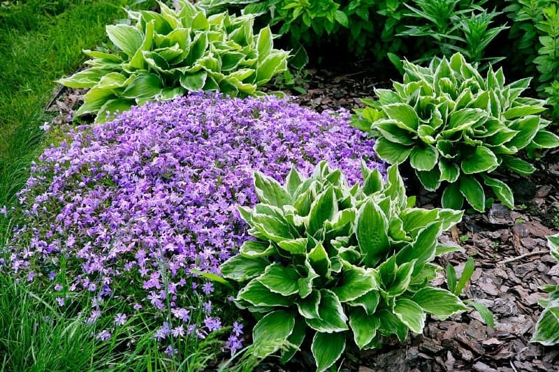 5 ground cover plants