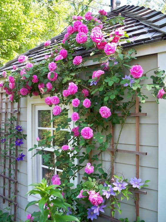 6 rose garden ideas
