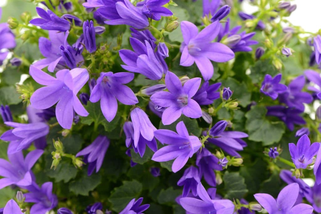 6 types of bluebells blue bellflowers