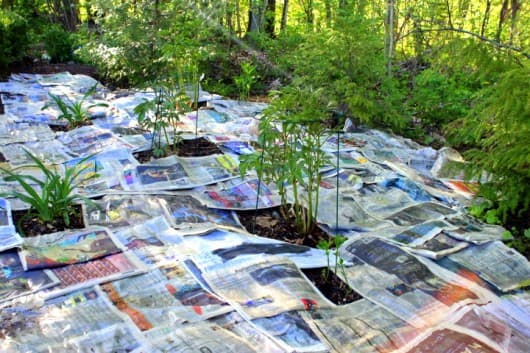 8 newspaper mulch