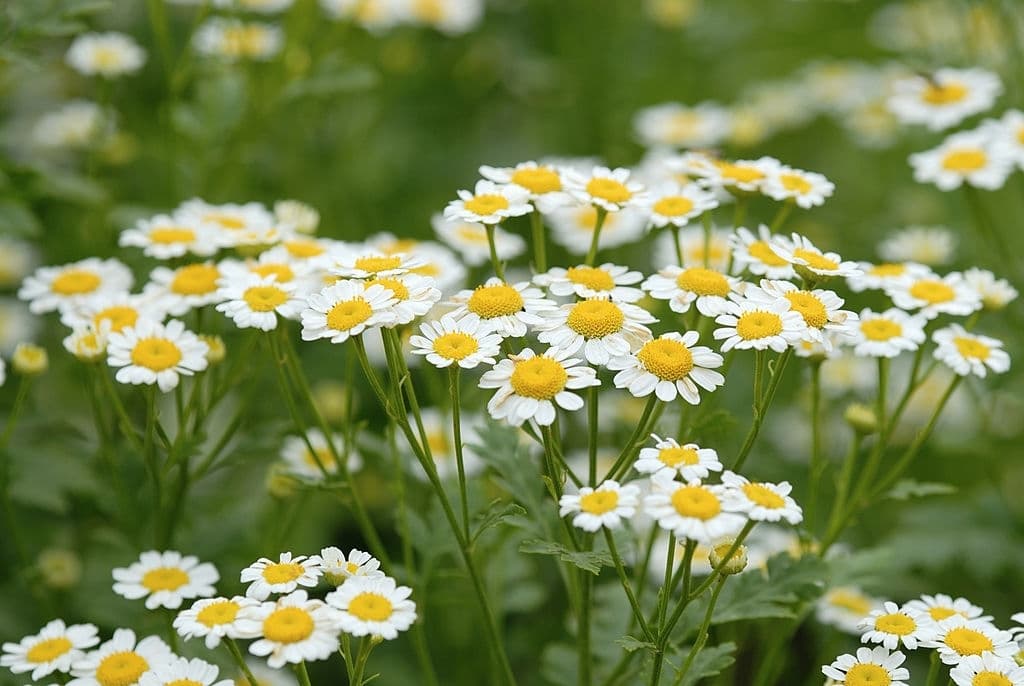 9 types of herbs chamomile