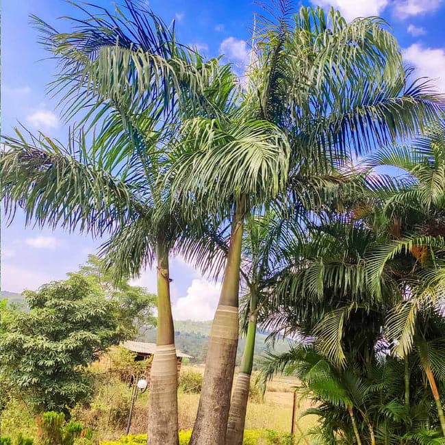 Areca Palm outdoor