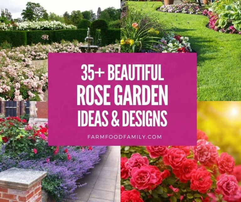 35+ Best Rose Garden Ideas and Designs (Photos)