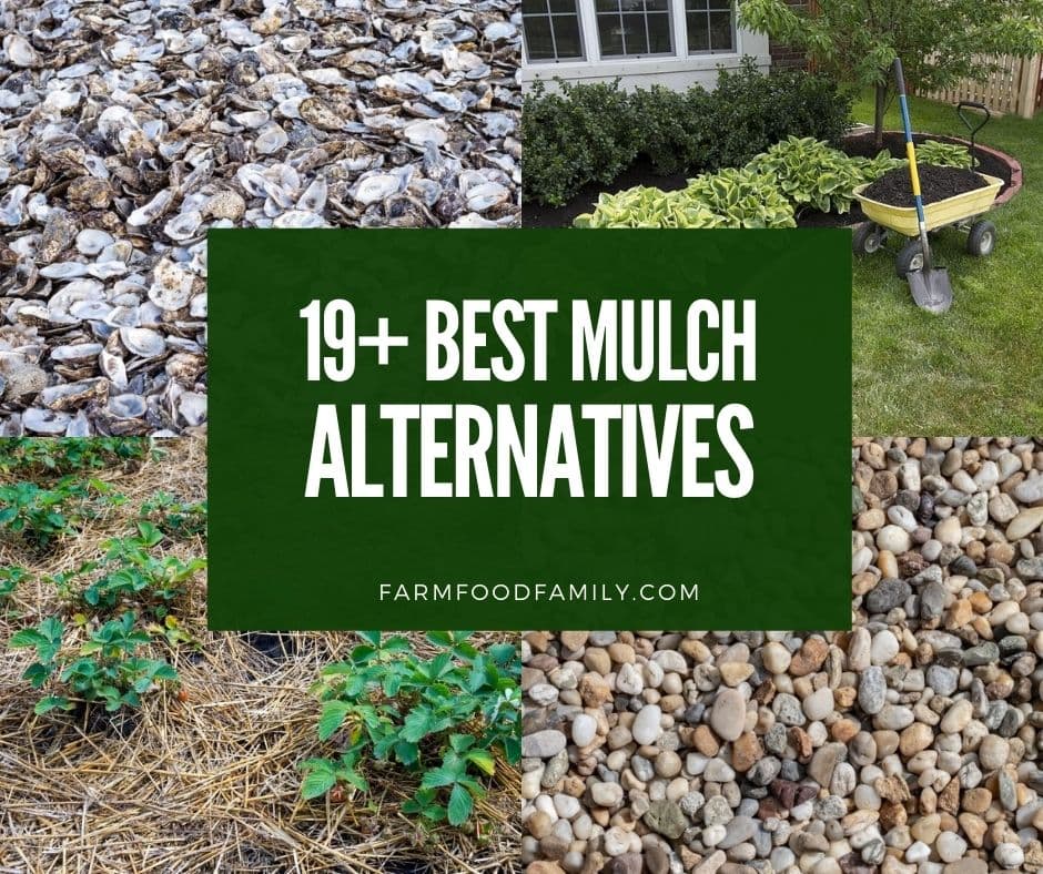 19 Mulch Alternatives For A Beautiful, Alternative To Landscape Fabric Under Gravel