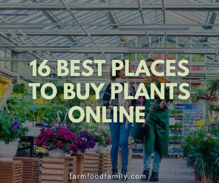 16 Best Places To Buy Plants Online and Buying Tips