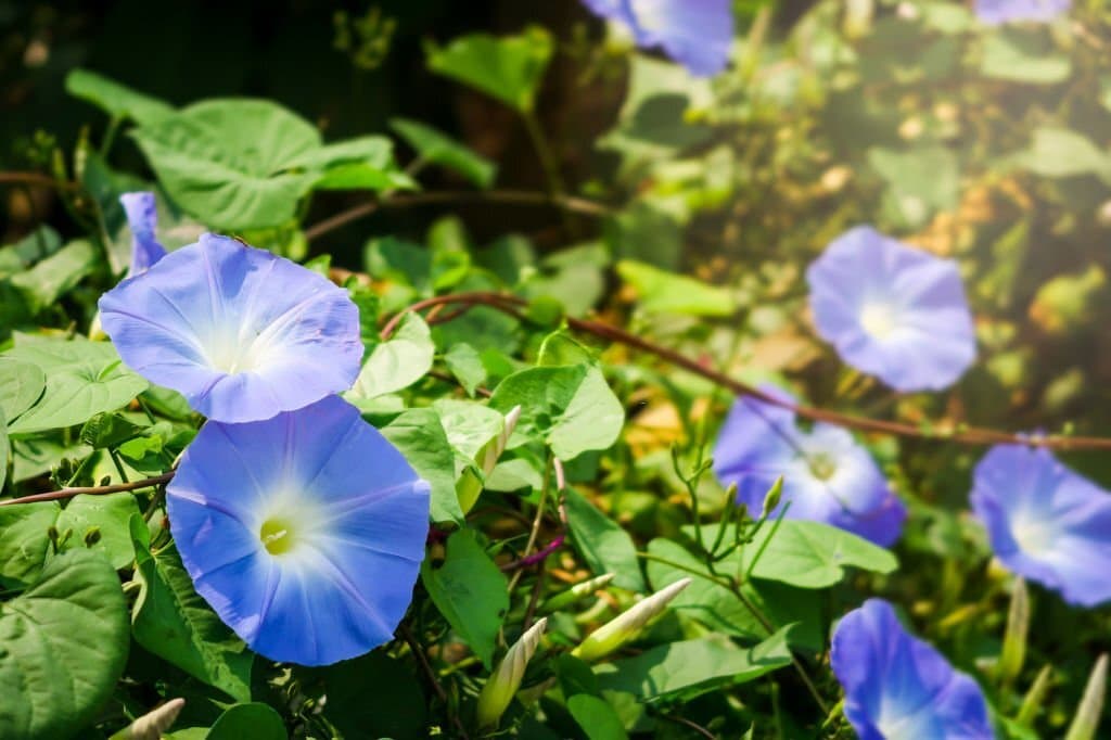 blue morning glory flower symbolism
