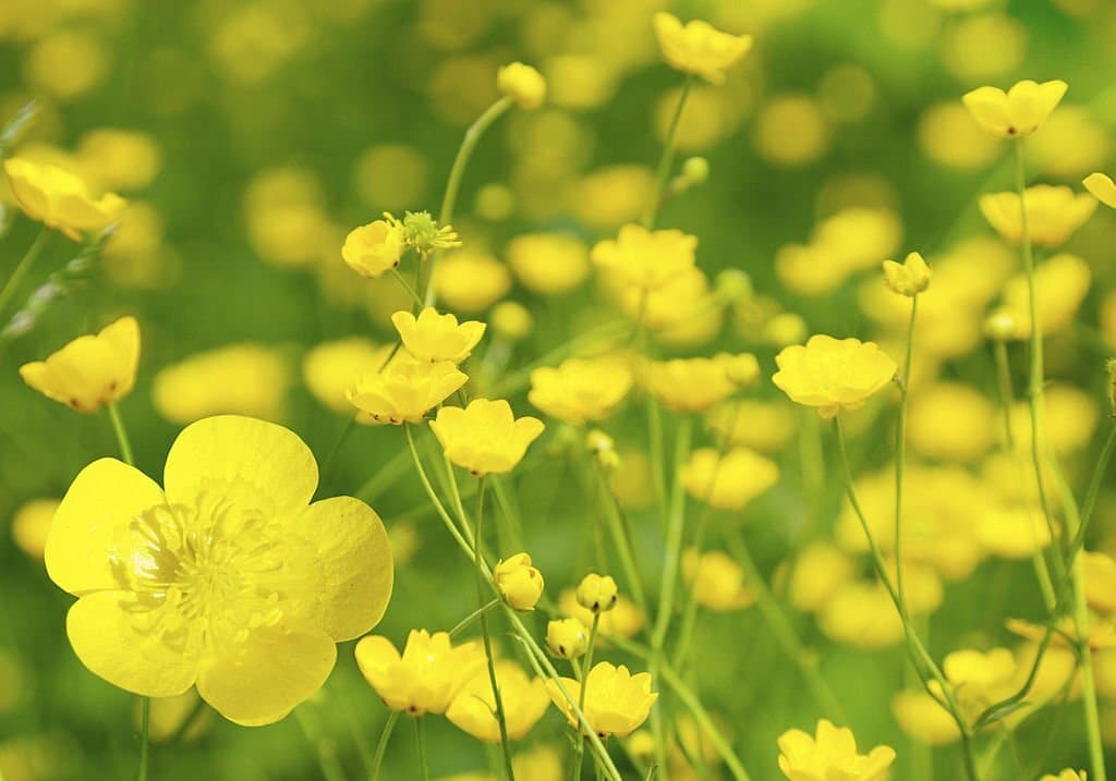 buttercup flower color meaning