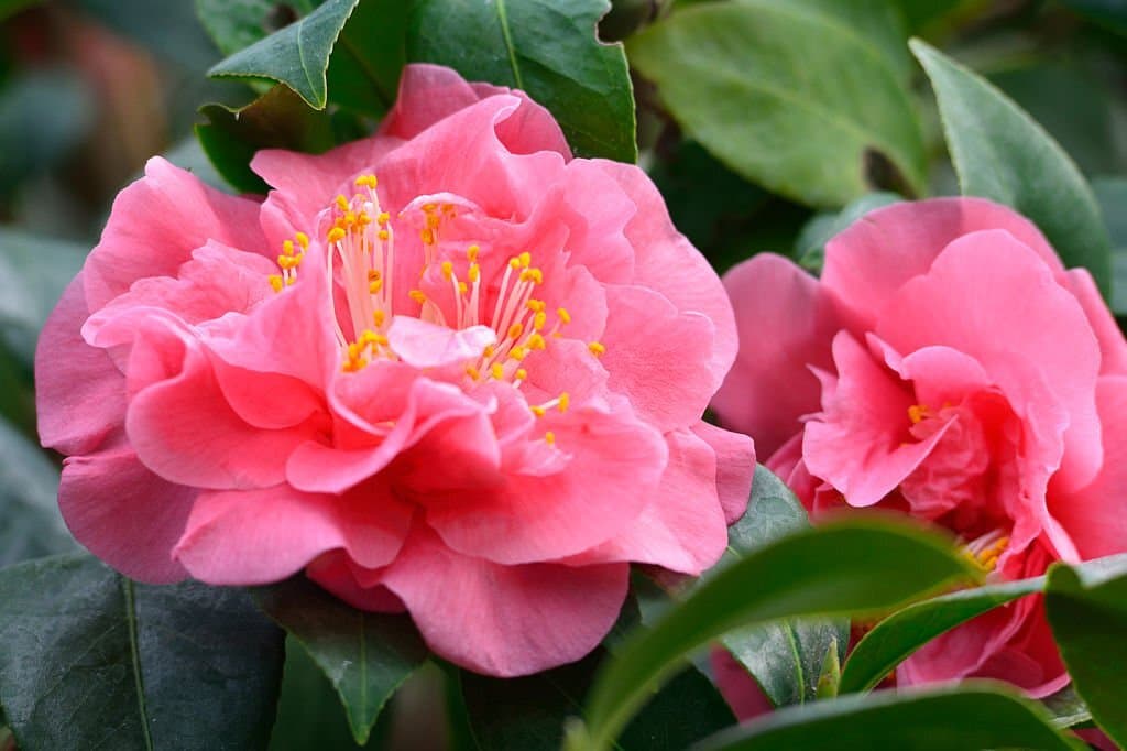 camellia flower color meaning