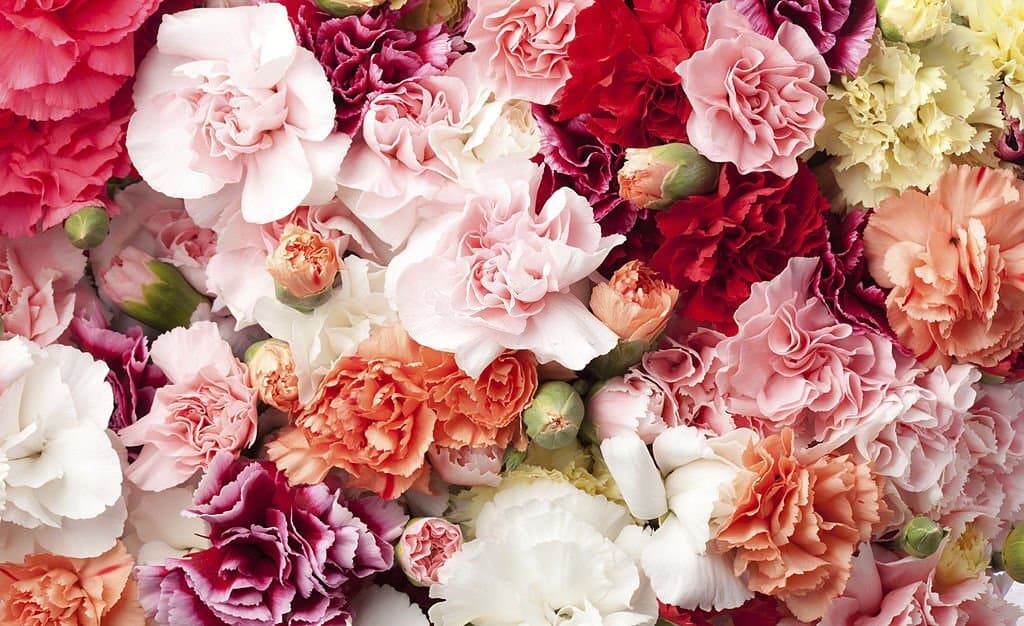 carnations in multicolors meaning