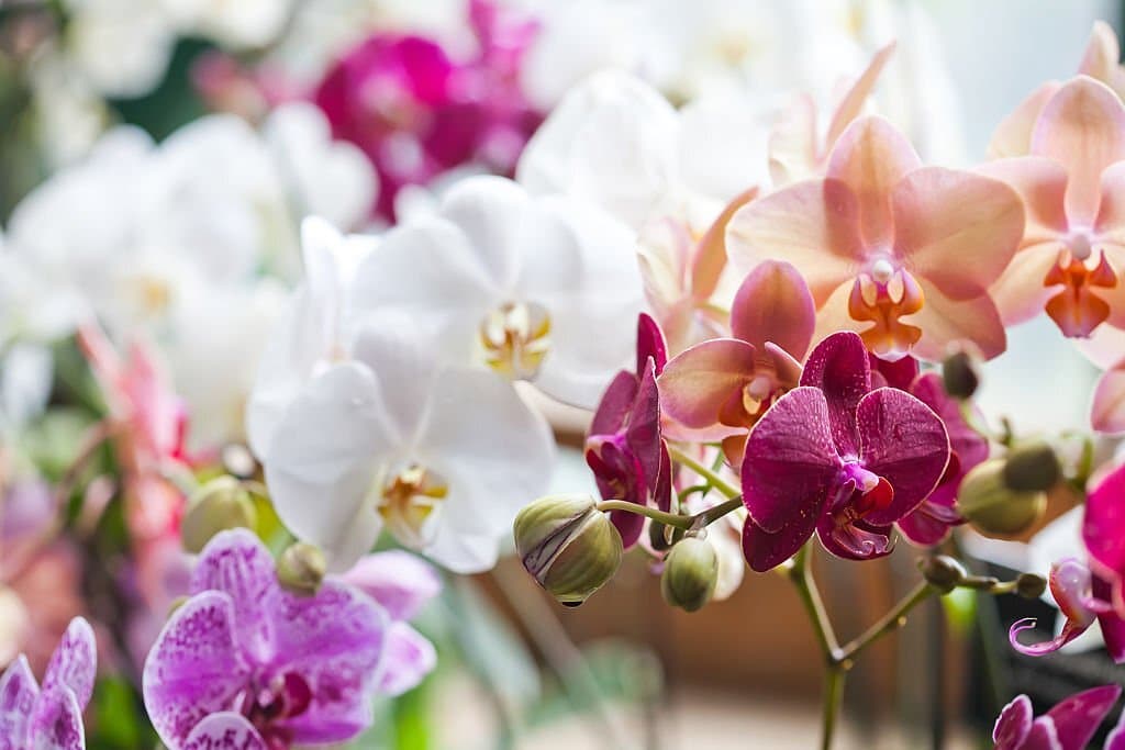 colorful flower orchids meaning