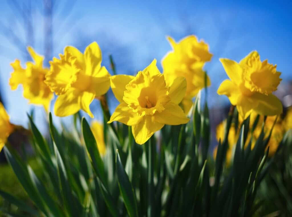 daffodil narcissus flower meaning