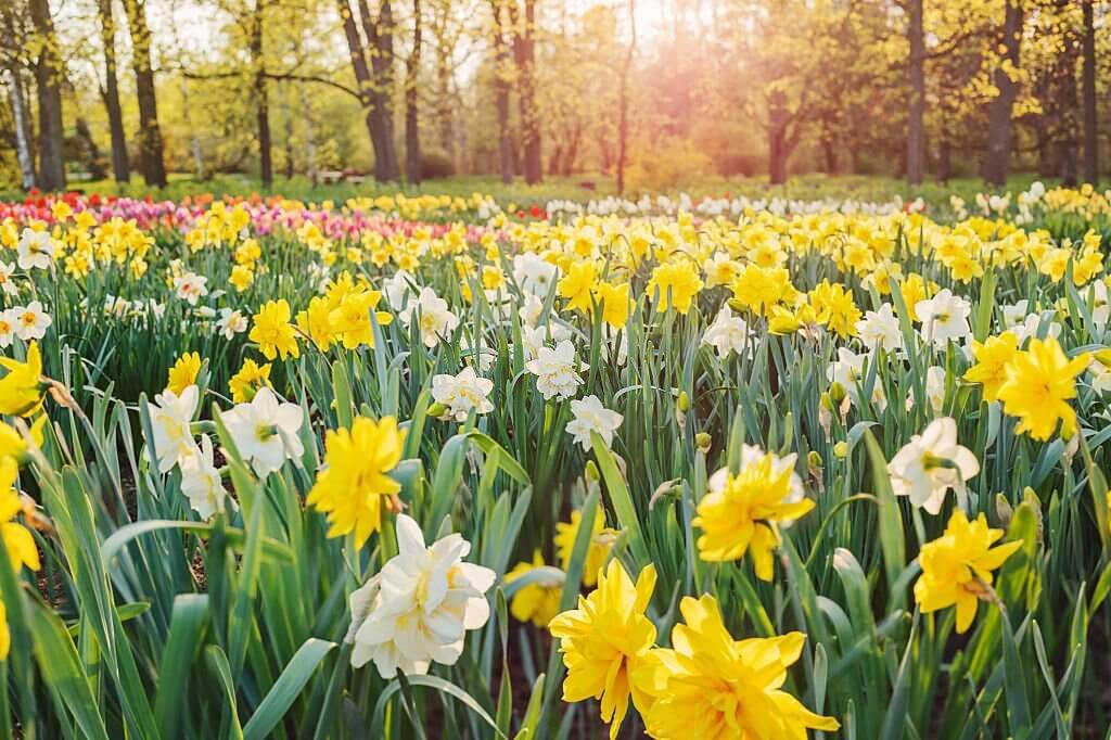 daffodils flower symbolism