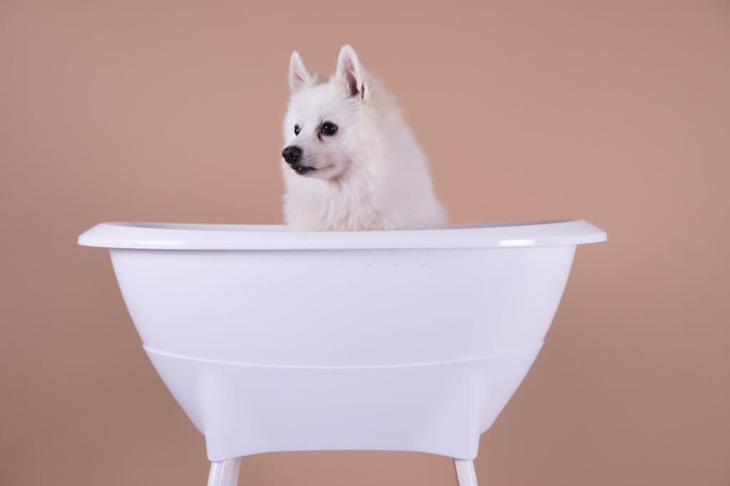 dog in a bath tub