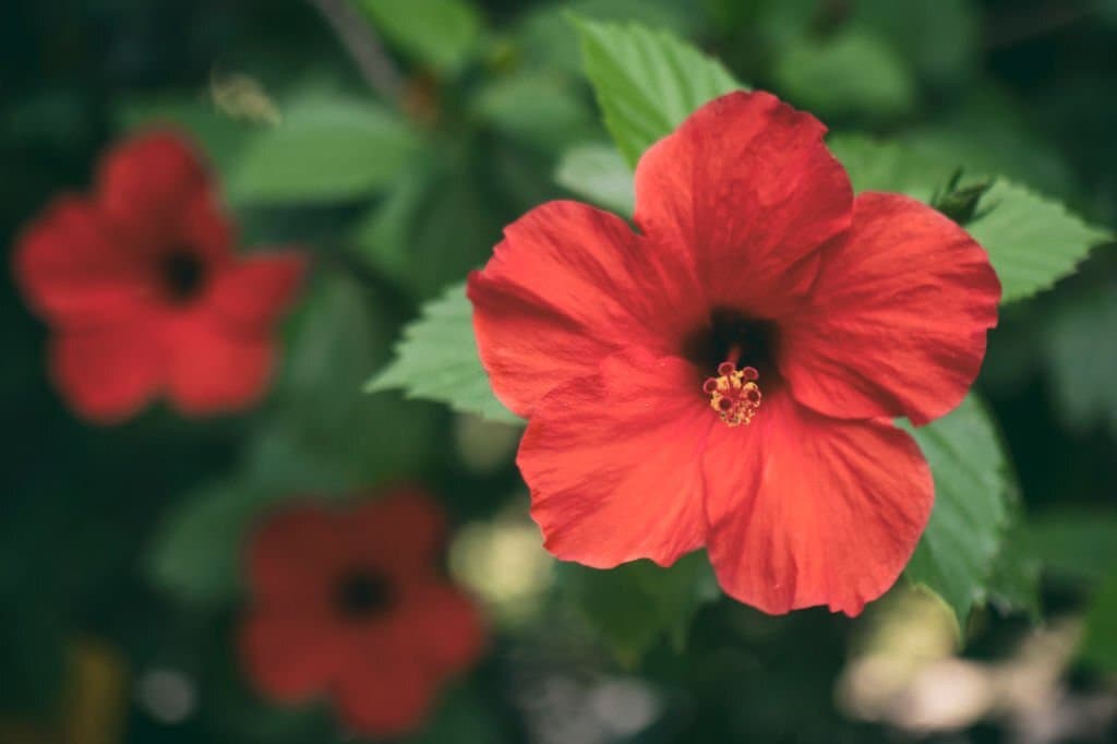 hibiscus flower meaning
