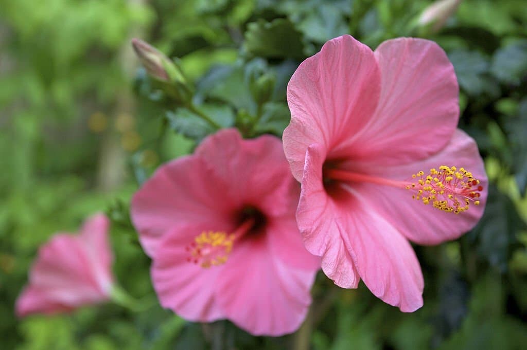 hibiscus flowers symbolism