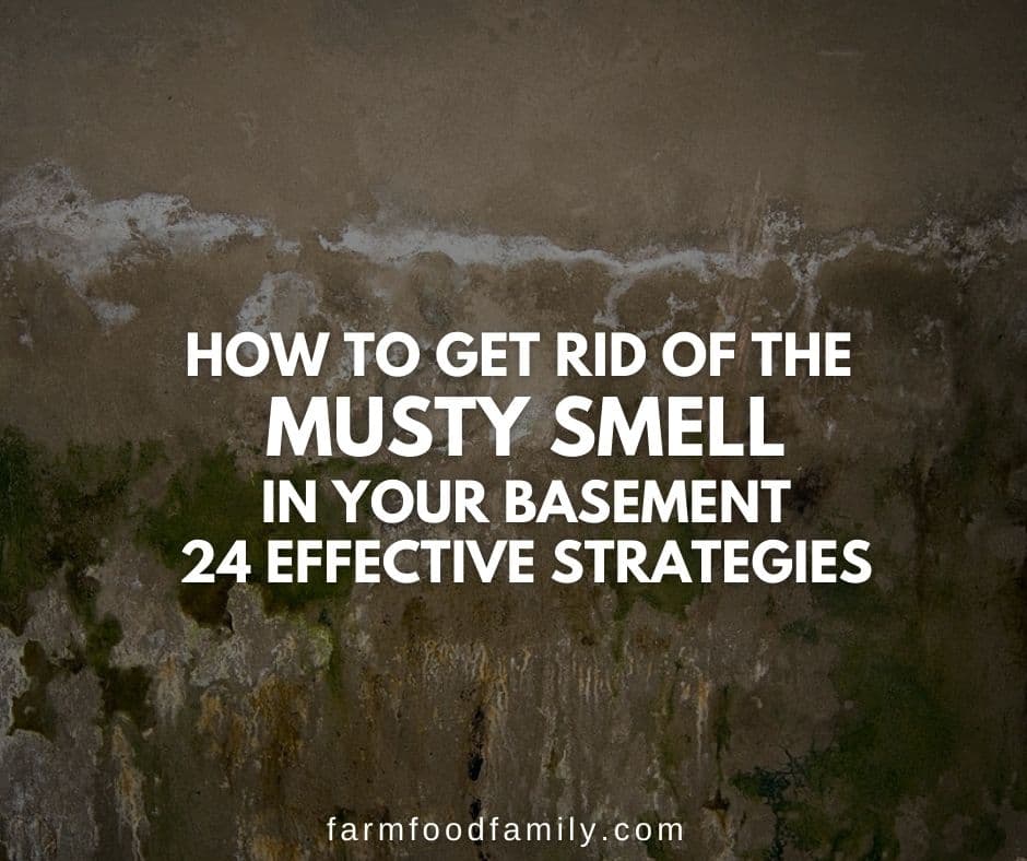 Musty Smell In Your Basement, How To Get Rid Of Nasty Basement Smell