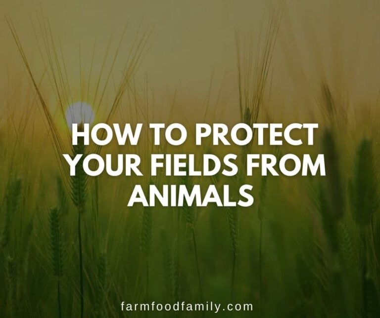 Are You A Farmer? Here’s How To Protect Your Fields From Animals