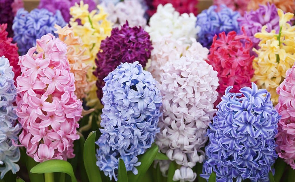 hyacinth flower meaning