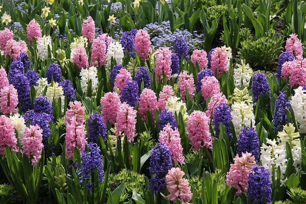 hyacinths flower message