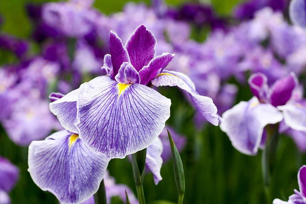 iris flower meaning