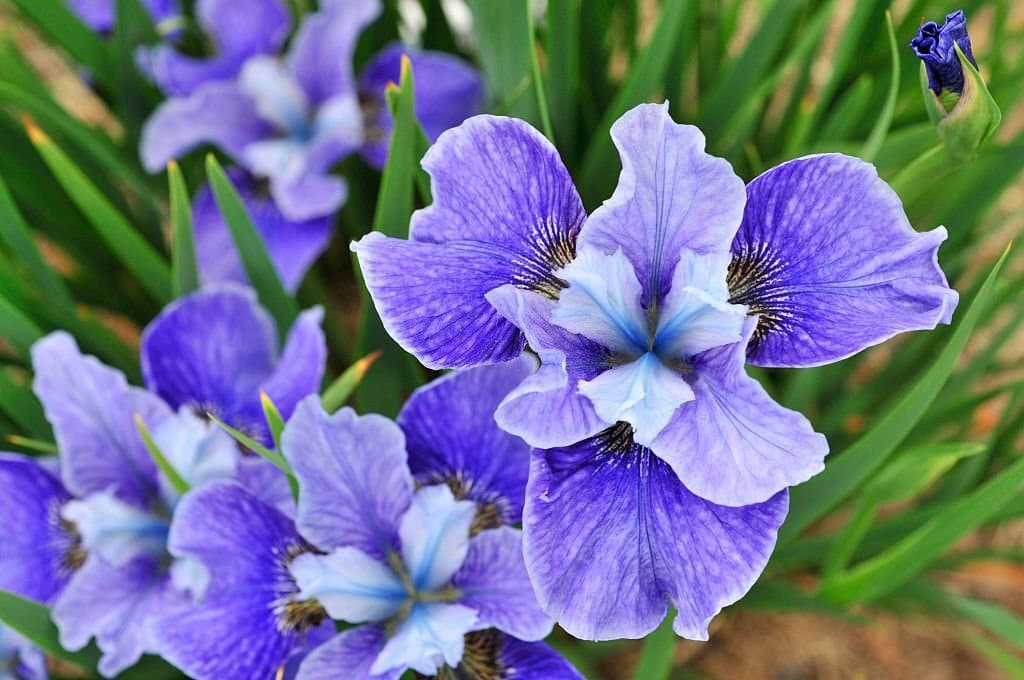 iris flower symbolism