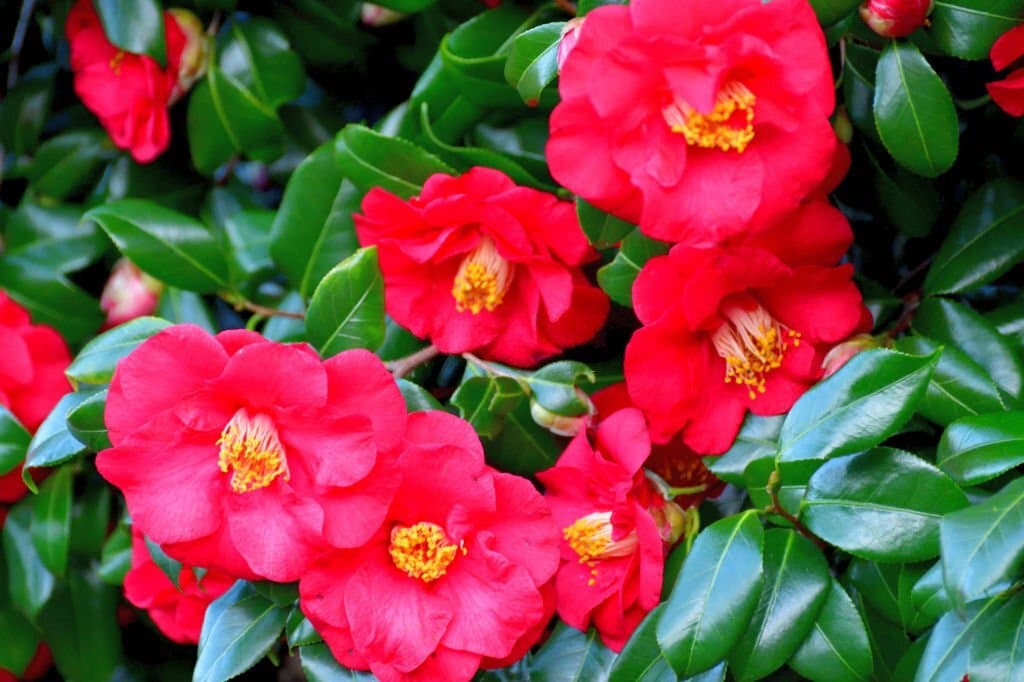 japanese camellia flower symbolism