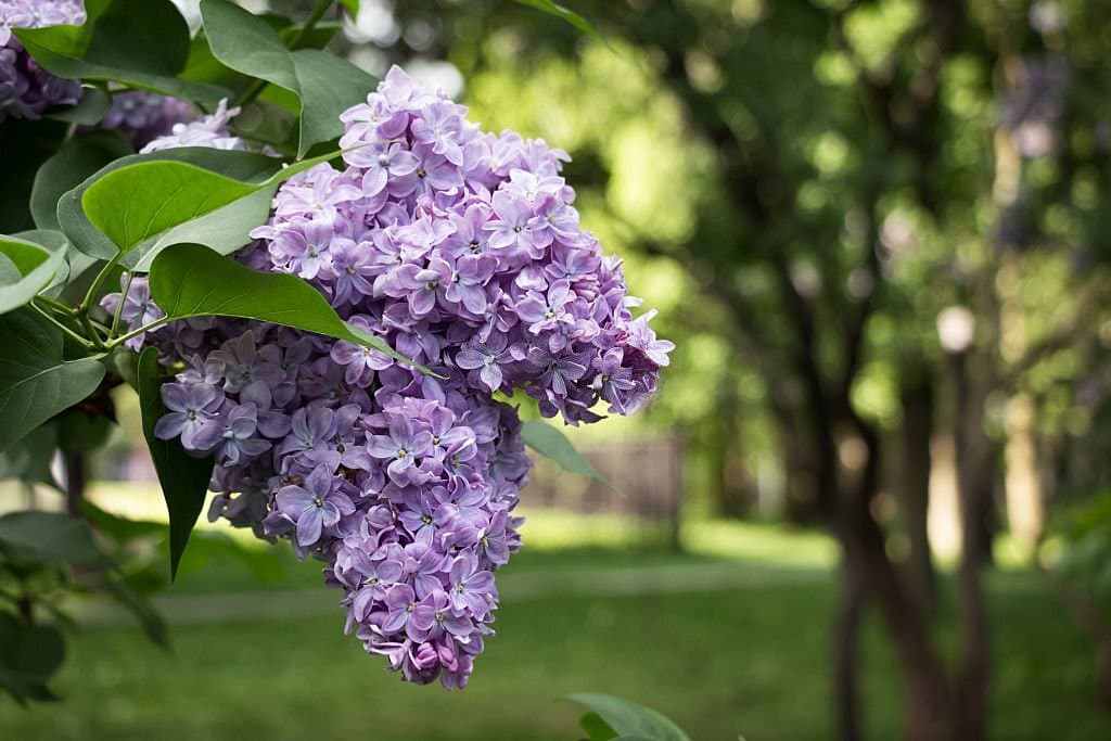 lilac flower symbolism