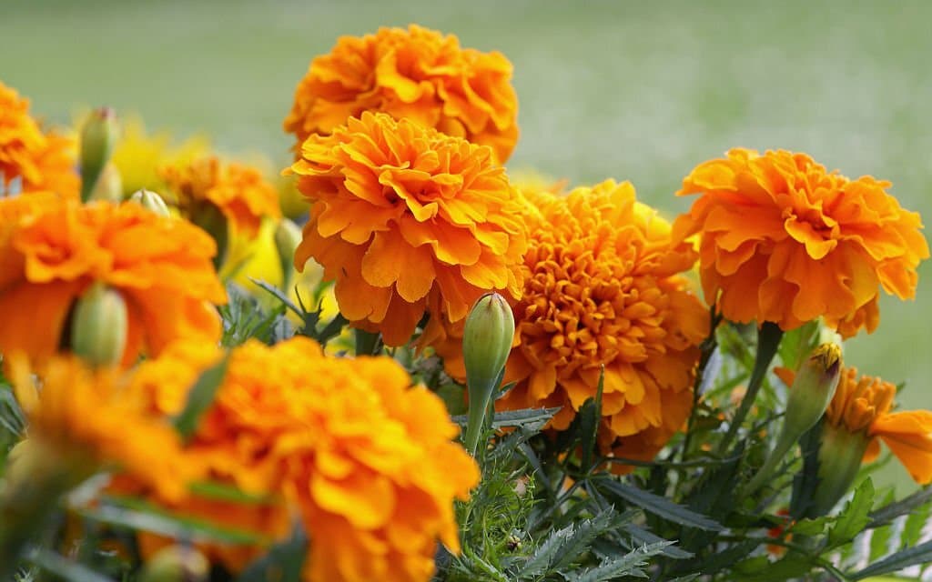 marigold flower meaning