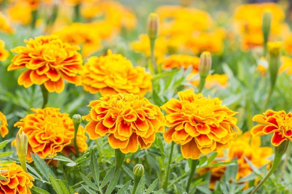 marigolds flower symbolism
