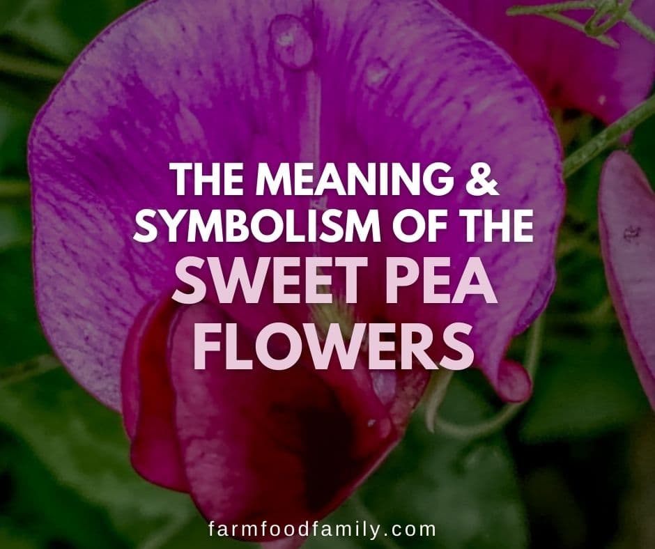 Sweet Pea Flower Meaning and Symbolism - Farm Food Family