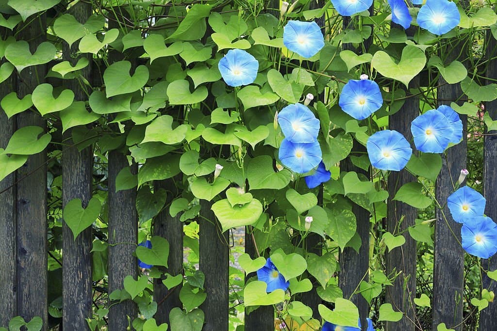morning glories meaning