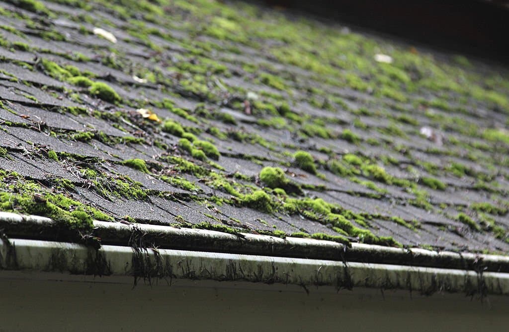 moss covering a shingled roof