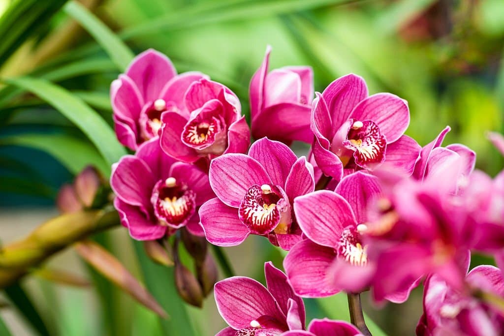 orchid flower meaning