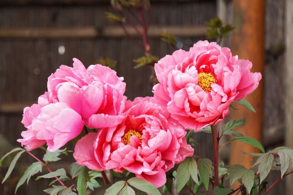peony flower blooming in japanese meaning