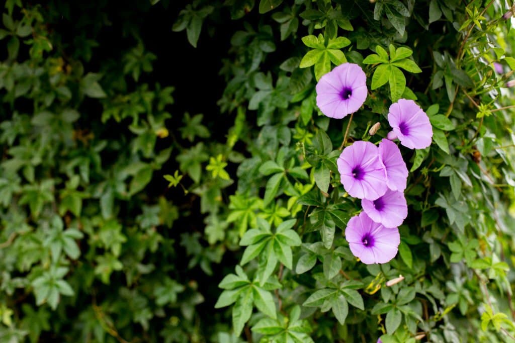 purple morning glory flower meaning