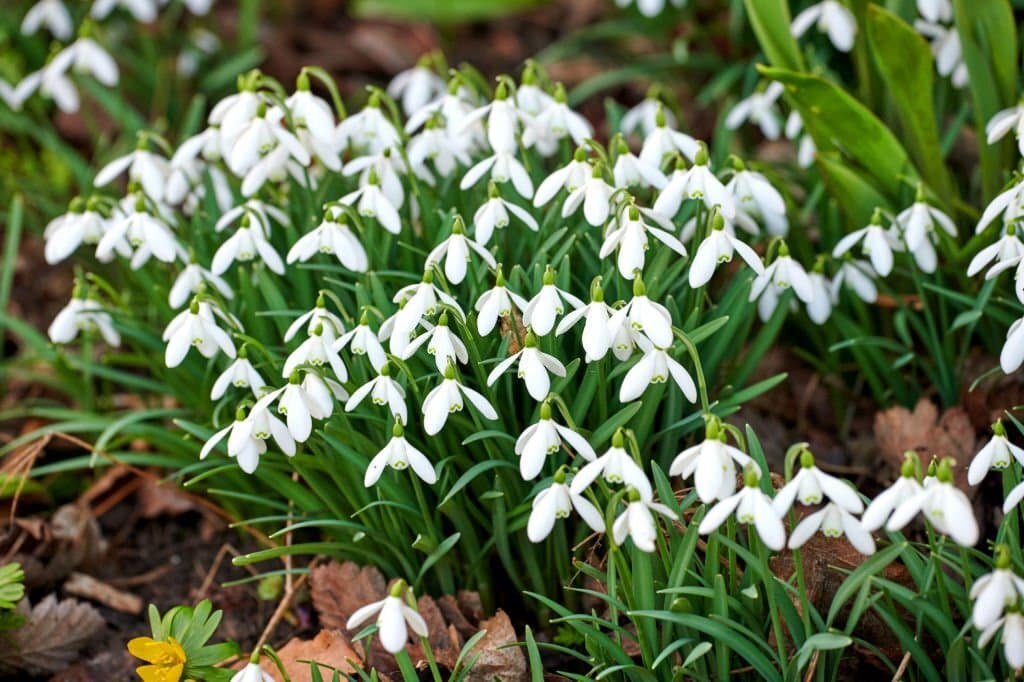 snowdrop galanthus meaning