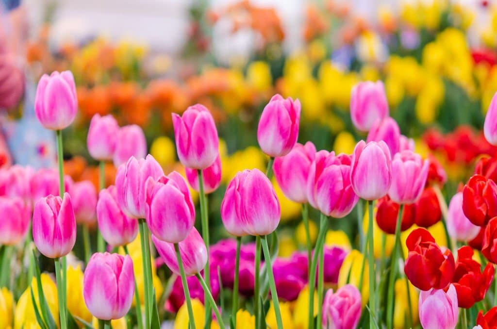 tulip flower symbolims