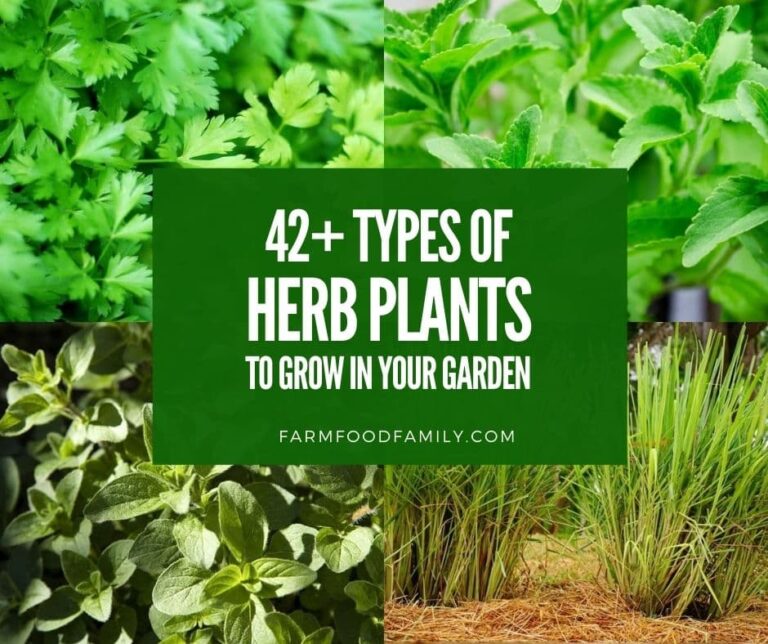 42+ Different Types of Herbs to Grow in Your Garden for Medicinal Use (Photos)