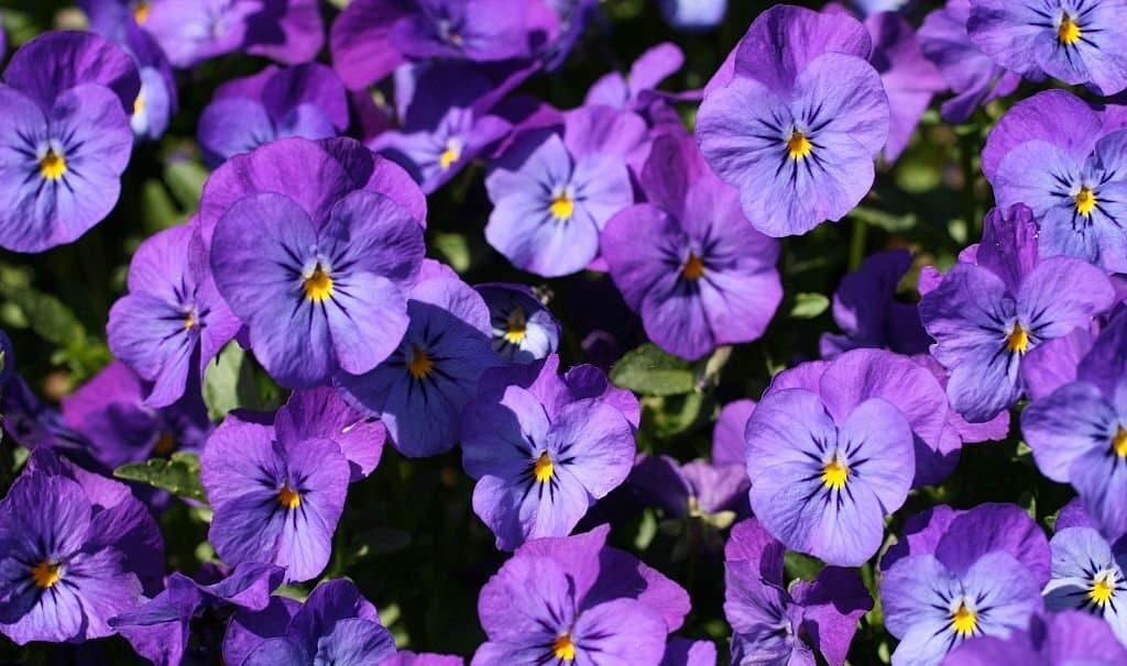 violet flower meaning