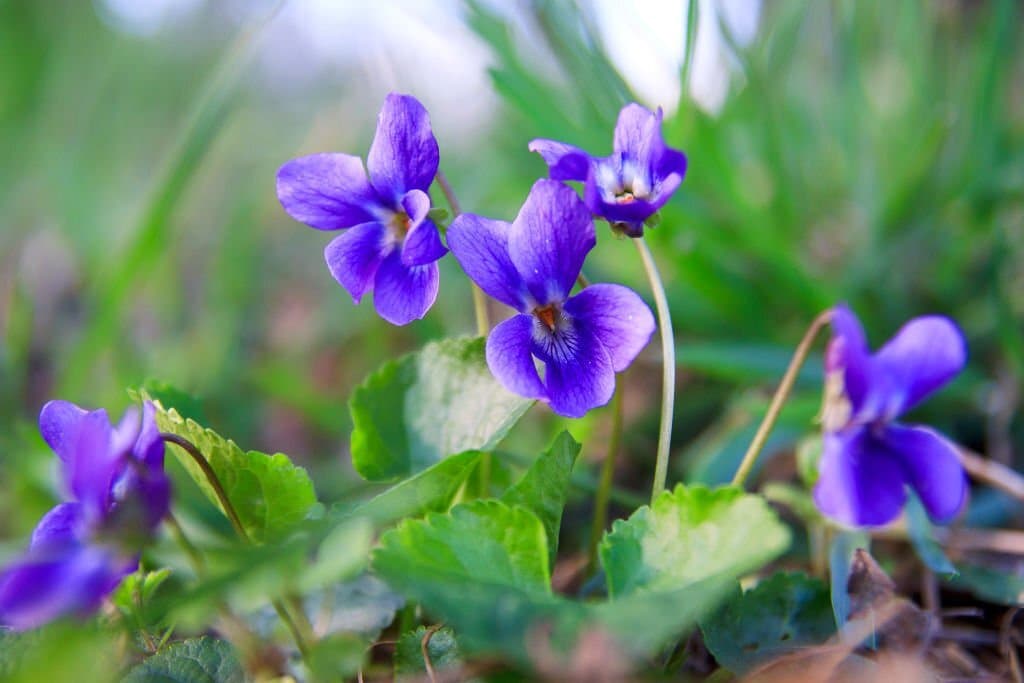violet flower symbolism