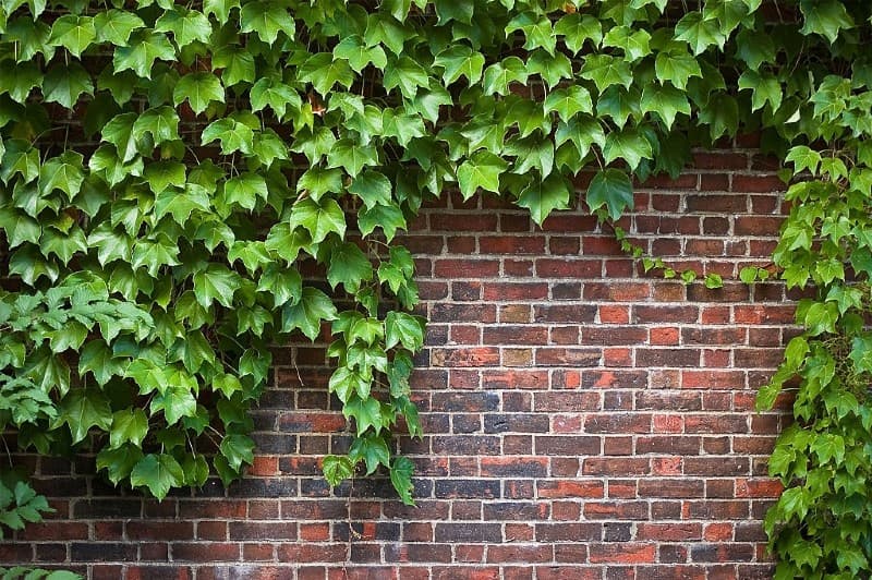 wall vines