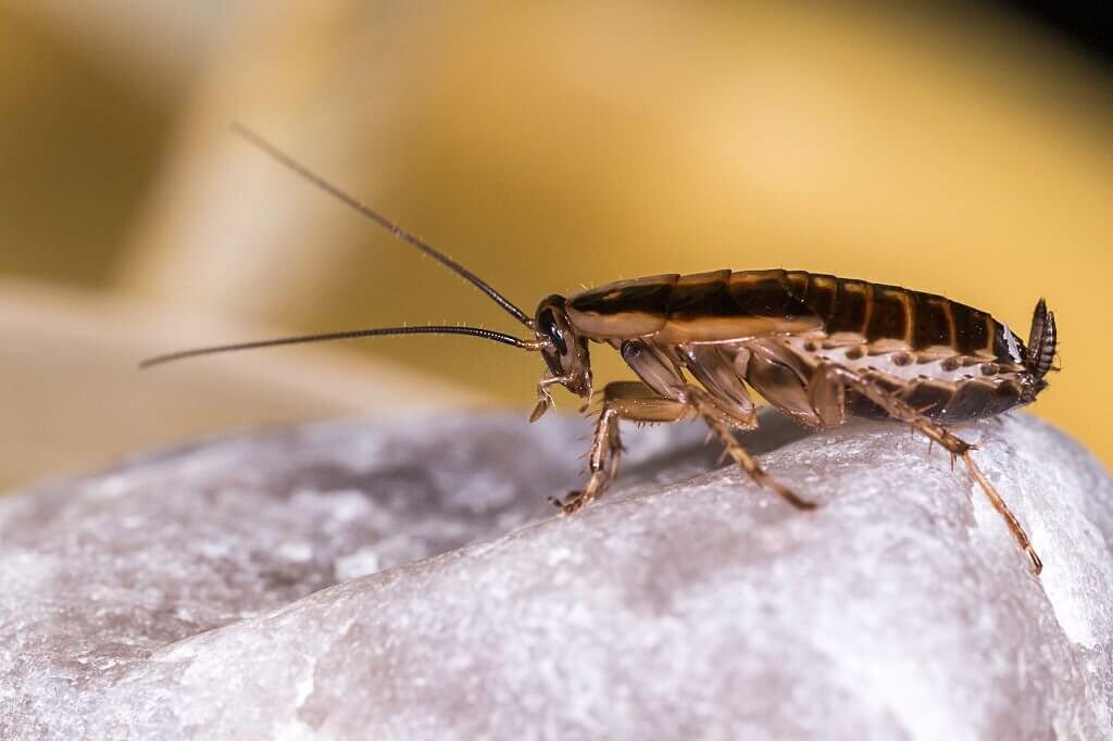 1 arizona german cockroach