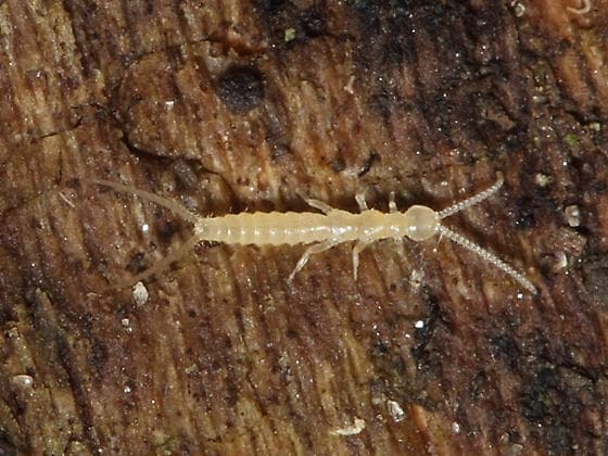 10 Two pronged Bristletail bugs that look like earwigs