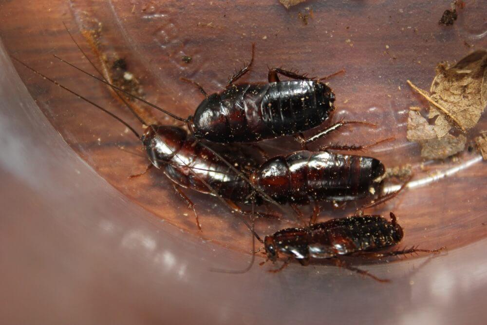 10 pennsylvania wood cockroaches