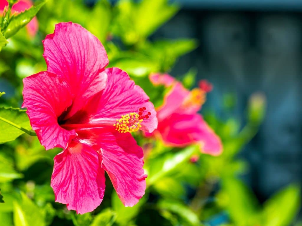 11 types of hibiscus furcellatus